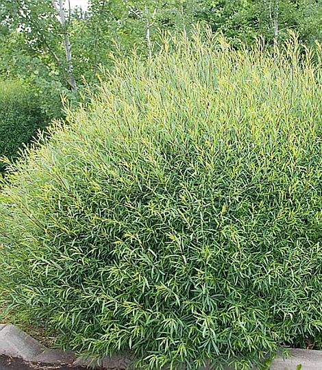 Salix purpurea 'Nana'